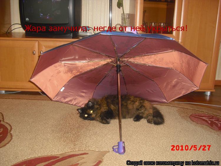 Жара замучила: негде от неё укрыться!... Котоматрица: Жара замучила: негде от неё укрыться!