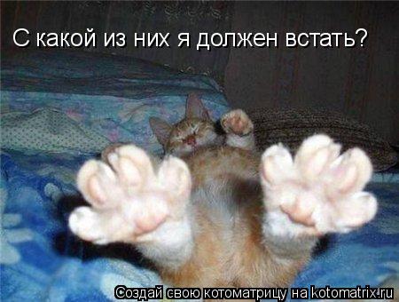 С какой из них я должен встать?... Котоматрица: С какой из них я должен встать?