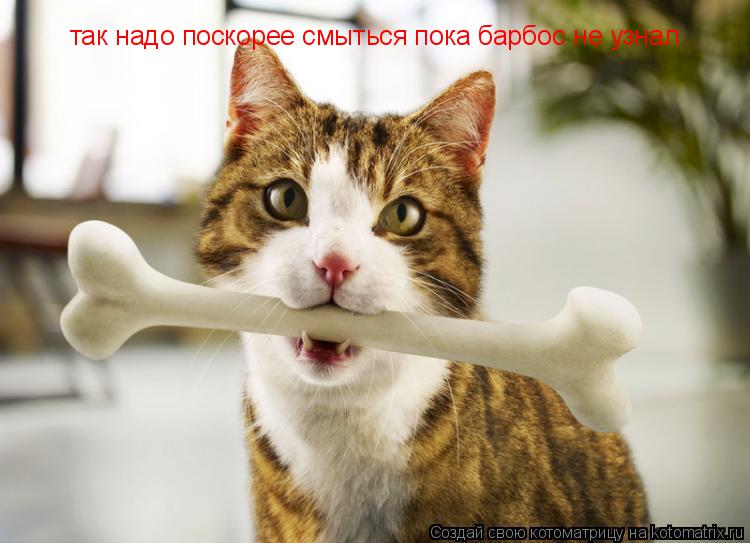 так надо поскорее смыться пока барбос не узнал... Котоматрица: так надо поскорее смыться пока барбос не узнал