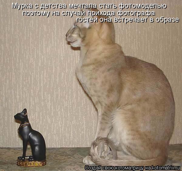 Мурка с детства мечтала стать фотомоделью поэтому на случай прихода фотографа гостей она встречает в ... Котоматрица: Мурка с детства мечтала стать фотомоделью поэтому на случай прихода фотографа гостей она встречает в образе