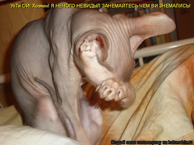 УхТи ОЙ! Хозяин! Я НЕЧОГО НЕВИДЫЛ ЗАНЕМАЙТЕСЬ ЧЕМ ВИ ЗНЕМАЛИСЬ!... Котоматрица: УхТи ОЙ! Хозяин! Я НЕЧОГО НЕВИДЫЛ ЗАНЕМАЙТЕСЬ ЧЕМ ВИ ЗНЕМАЛИСЬ!