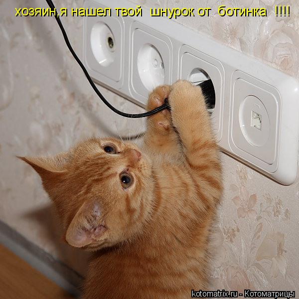 хозяин,я нашел твой шнурок от ботинка !!!!... Котоматрица: хозяин,я нашел твой шнурок от ботинка !!!!