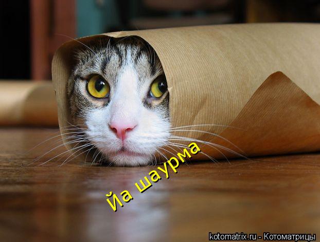 Йа шаурма... Котоматрица: Йа шаурма