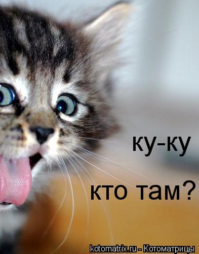 кто там? ку-ку... Котоматрица: кто там? ку-ку