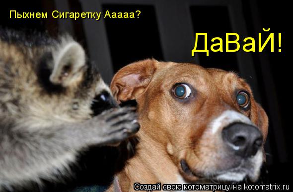 ДаВаЙ! Пыхнем Сигаретку Ааааа?... Котоматрица: ДаВаЙ! Пыхнем Сигаретку Ааааа?