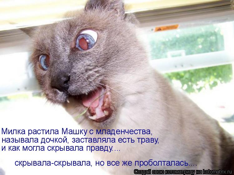 скрывала-скрывала, но все же проболталась.... Милка растила Машку с младенчества, называла дочкой, за... Котоматрица: скрывала-скрывала, но все же проболталась.... Милка растила Машку с младенчества, называла дочкой, заставляла есть траву, и как могла скрывал