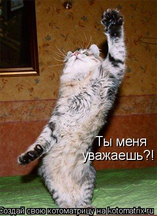 Ты меня уважаешь?!... Котоматрица: Ты меня уважаешь?!