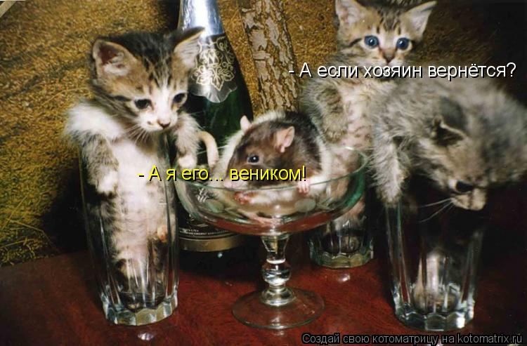 - А если хозяин вернётся? - А я его... веником!... Котоматрица: - А если хозяин вернётся? - А я его... веником!