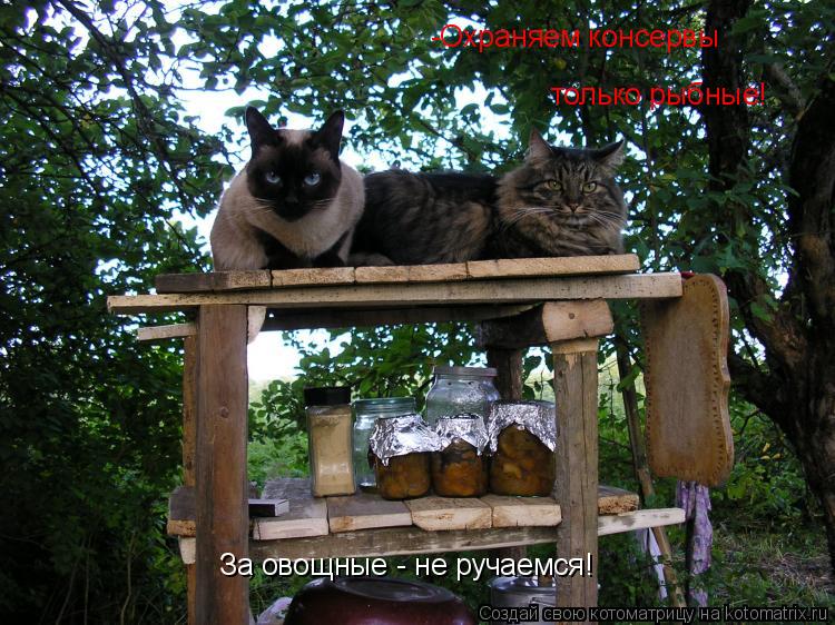 -Охраняем консервы только рыбные! За овощные - не ручаемся!... Котоматрица: -Охраняем консервы только рыбные! За овощные - не ручаемся!