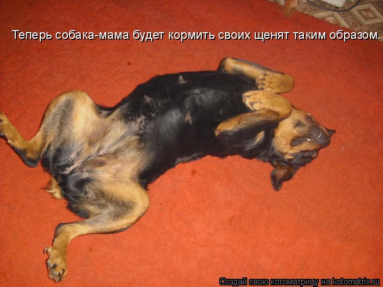 Теперь собака-мама будет кормить своих щенят таким образом.... Котоматрица: Теперь собака-мама будет кормить своих щенят таким образом.