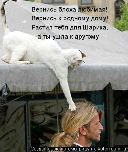 Вернись блоха любимая! Вернись к родному дому! Растил тебя для Шарика, а ты ушла к другому!... Котоматрица: Вернись блоха любимая! Вернись к родному дому! Растил тебя для Шарика, а ты ушла к другому!