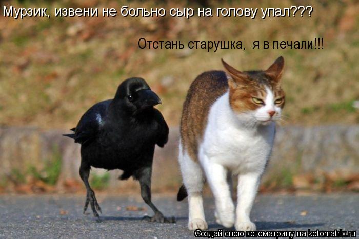 Мурзик, извени не больно сыр на голову упал??? Отстань старушка, я в печали!!!... Котоматрица: Мурзик, извени не больно сыр на голову упал??? Отстань старушка, я в печали!!!