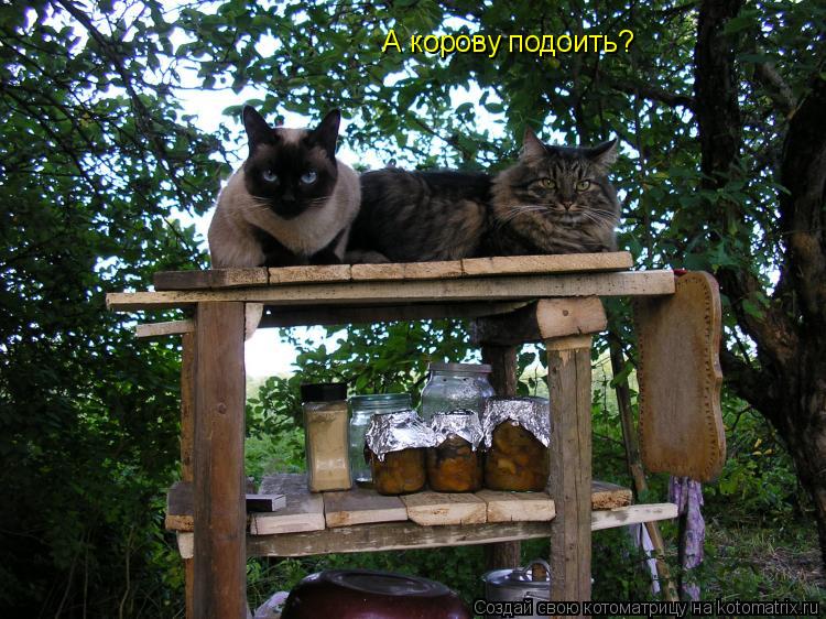А корову подоить?... Котоматрица: А корову подоить?