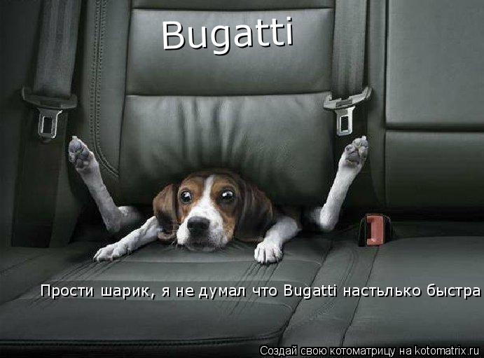 Прости шарик, я не думал что Bugatti настьлько быстра Bugatti... Котоматрица: Прости шарик, я не думал что Bugatti настьлько быстра Bugatti