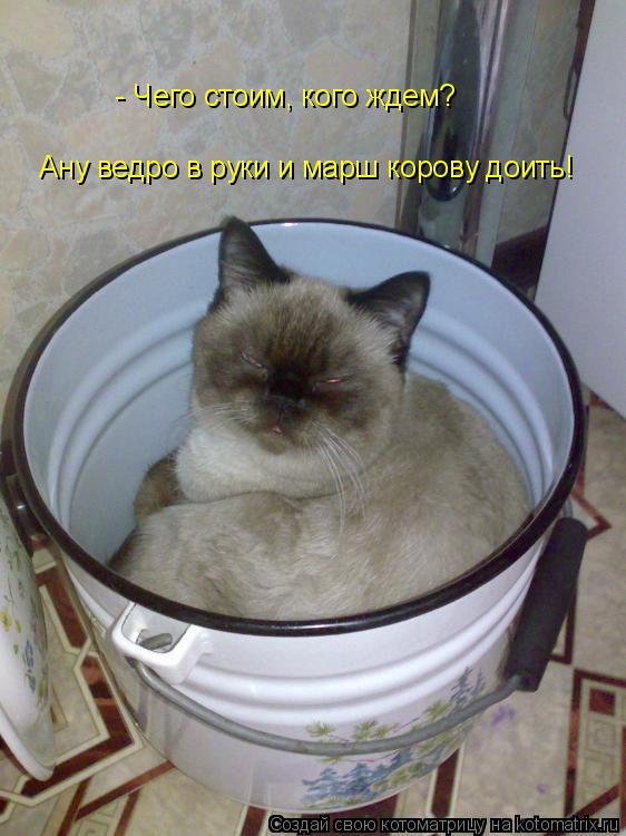 Ану ведро в руки и марш корову доить! - Чего стоим, кого ждем?... Котоматрица: Ану ведро в руки и марш корову доить! - Чего стоим, кого ждем?