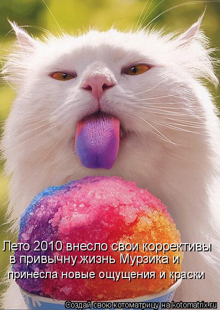 Лето 2010 внесло свои коррективы в привычну жизнь Мурзика и принесла новые ощущения и краски... Котоматрица: Лето 2010 внесло свои коррективы в привычну жизнь Мурзика и принесла новые ощущения и краски
