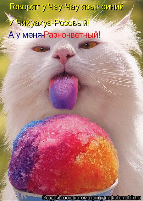 Говорят у Чау-Чау язык синий У Чихуахуа-Розовый! А у меня- Разночветный!... Котоматрица: Говорят у Чау-Чау язык синий У Чихуахуа-Розовый! А у меня- Разночветный!