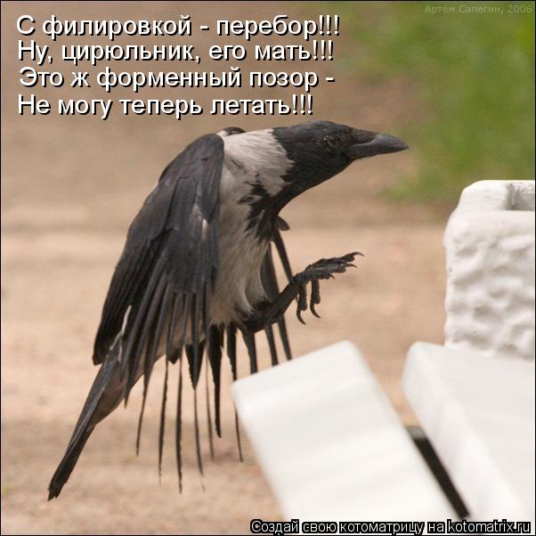 Это ж форменный позор - Не могу теперь летать!!! Ну, цирюльник, его мать!!! С филировкой - перебор!!!... Котоматрица: Это ж форменный позор - Не могу теперь летать!!! Ну, цирюльник, его мать!!! С филировкой - перебор!!!
