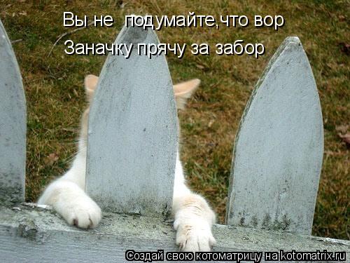 Вы не подумайте,что вор Заначку прячу за забор... Котоматрица: Вы не подумайте,что вор Заначку прячу за забор