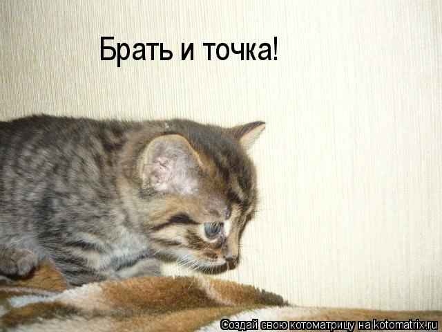 Брать и точка!... Котоматрица: Брать и точка!