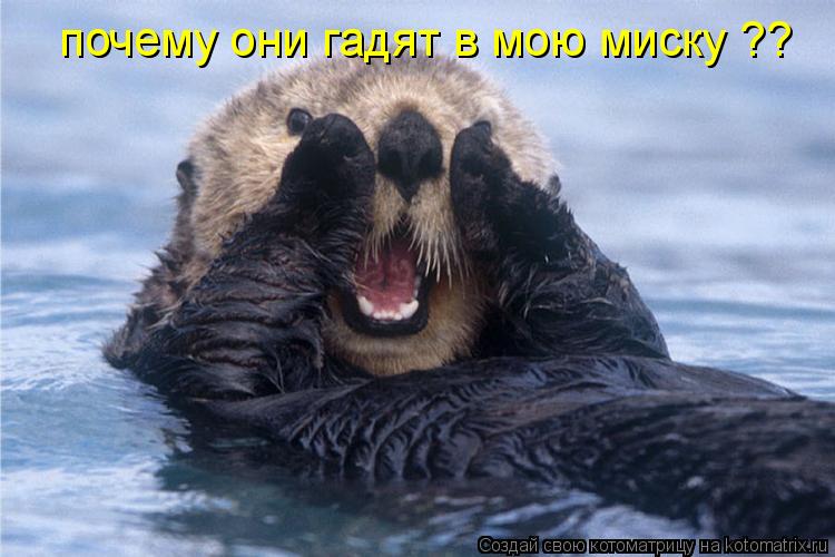 почему они гадят в мою миску ??... Котоматрица: почему они гадят в мою миску ??