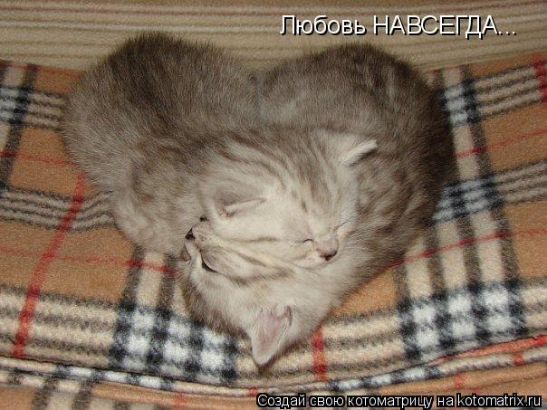 Любовь НАВСЕГДА...... Котоматрица: Любовь НАВСЕГДА...