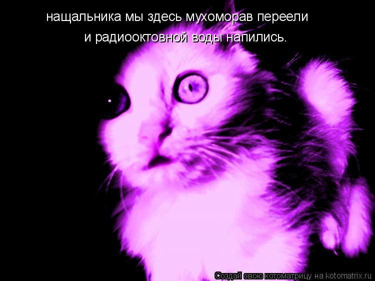 нащальника мы здесь мухоморав переели и радиооктовной воды напились.... Котоматрица: нащальника мы здесь мухоморав переели и радиооктовной воды напились.