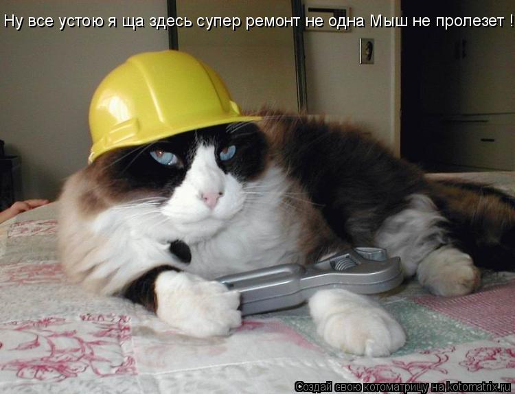Ну все устою я ща здесь супер ремонт не одна Мыш не пролезет !... Котоматрица: Ну все устою я ща здесь супер ремонт не одна Мыш не пролезет !