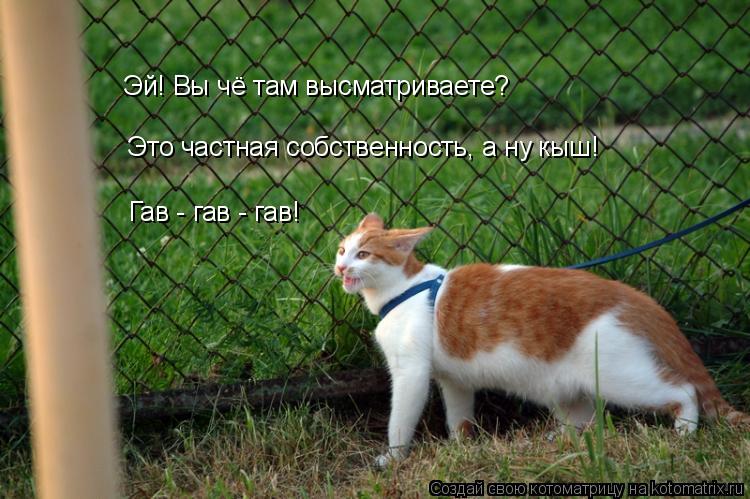 Гав - гав - гав! Эй! Вы чё там высматриваете? Это частная собственность, а ну кыш!... Котоматрица: Гав - гав - гав! Эй! Вы чё там высматриваете? Это частная собственность, а ну кыш!