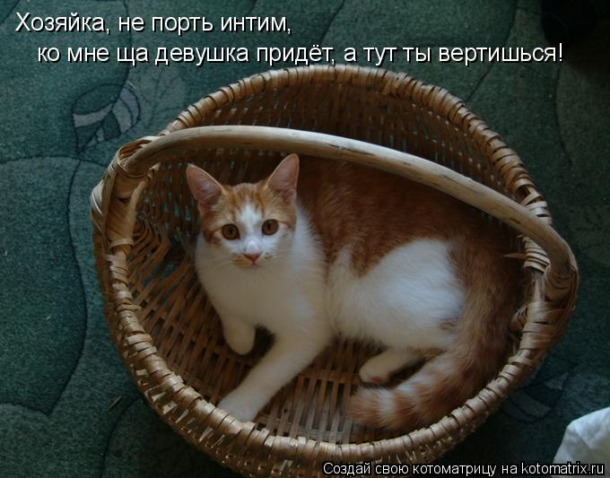 Хозяйка, не порть интим, ко мне ща девушка придёт, а тут ты вертишься!... Котоматрица: Хозяйка, не порть интим, ко мне ща девушка придёт, а тут ты вертишься!