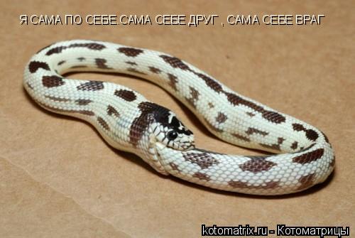 Я САМА ПО СЕБЕ.САМА СЕБЕ ДРУГ , САМА СЕБЕ ВРАГ... Котоматрица: Я САМА ПО СЕБЕ.САМА СЕБЕ ДРУГ , САМА СЕБЕ ВРАГ