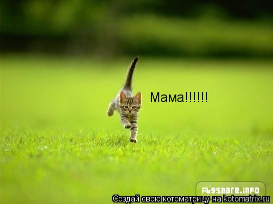 Мама!!!!!!... Котоматрица: Мама!!!!!!
