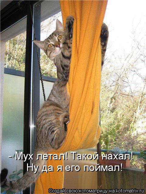 - Мух летал! Такой нахал! Ну да я его поймал!... Котоматрица: - Мух летал! Такой нахал! Ну да я его поймал!