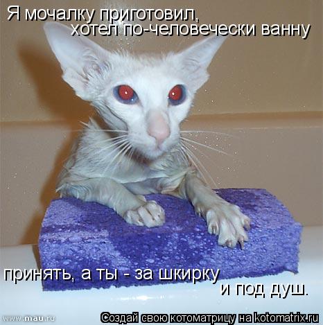 Я мочалку приготовил, хотел по-человечески ванну принять, а ты - за шкирку и под душ.... Котоматрица: Я мочалку приготовил, хотел по-человечески ванну принять, а ты - за шкирку и под душ.