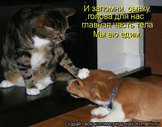 И запомни, сынку, голова для нас главная часть тела Мы ею едим.... Котоматрица: И запомни, сынку, голова для нас главная часть тела Мы ею едим.