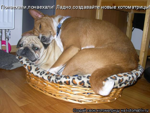 Понаехали,понаехали! Ладно,создавайте новые котоматрицы!... Котоматрица: Понаехали,понаехали! Ладно,создавайте новые котоматрицы!