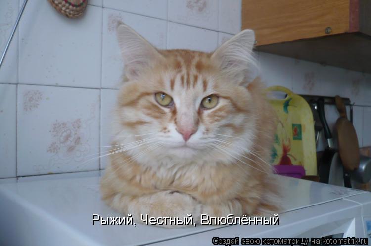 Рыжий, Честный, Влюблённый... Котоматрица: Рыжий, Честный, Влюблённый