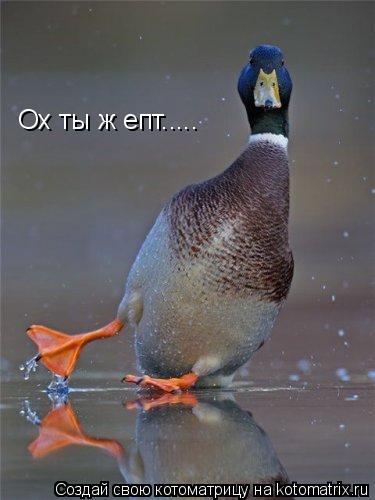Ох ты ж епт........ Котоматрица: Ох ты ж епт.....
