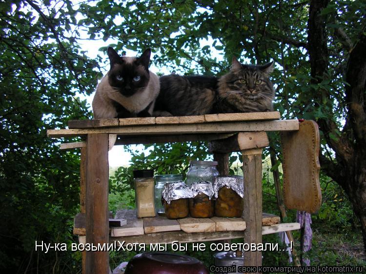 Ну-ка возьми!Хотя мы бы не советовали...!... Котоматрица: Ну-ка возьми!Хотя мы бы не советовали...!