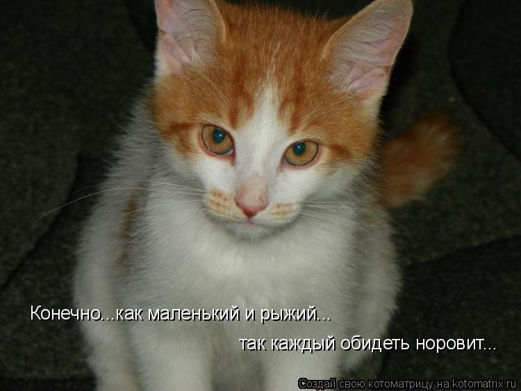Конечно...как маленький и рыжий... так каждый обидеть норовит...... Котоматрица: Конечно...как маленький и рыжий... так каждый обидеть норовит...