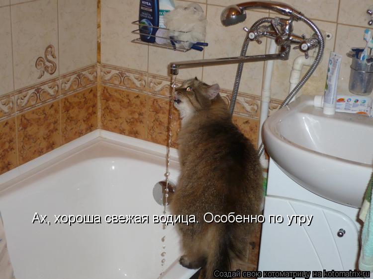 Ах, хороша свежая водица. Особенно по утру... Котоматрица: Ах, хороша свежая водица. Особенно по утру