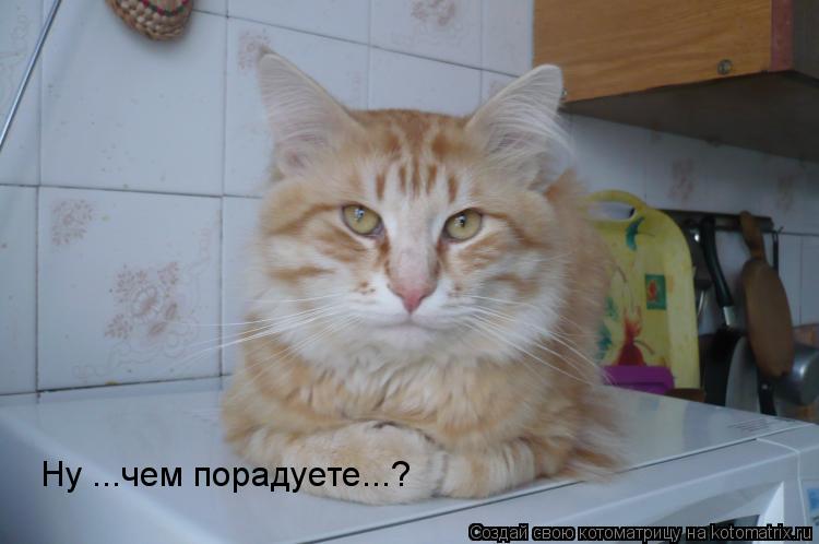 Ну ...чем порадуете...?... Котоматрица: Ну ...чем порадуете...?