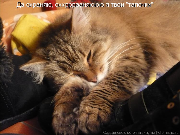 Да охраняю, оххрррааняююю я твои "тапочки"... Котоматрица: Да охраняю, оххрррааняююю я твои "тапочки"