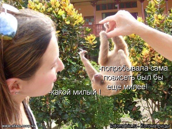 -какой милый ! -попробывала сама повисеть был бы еще милее!... Котоматрица: -какой милый ! -попробывала сама повисеть был бы еще милее!