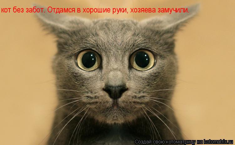 кот без забот. Отдамся в хорошие руки, хозяева замучили.... Котоматрица: кот без забот. Отдамся в хорошие руки, хозяева замучили.