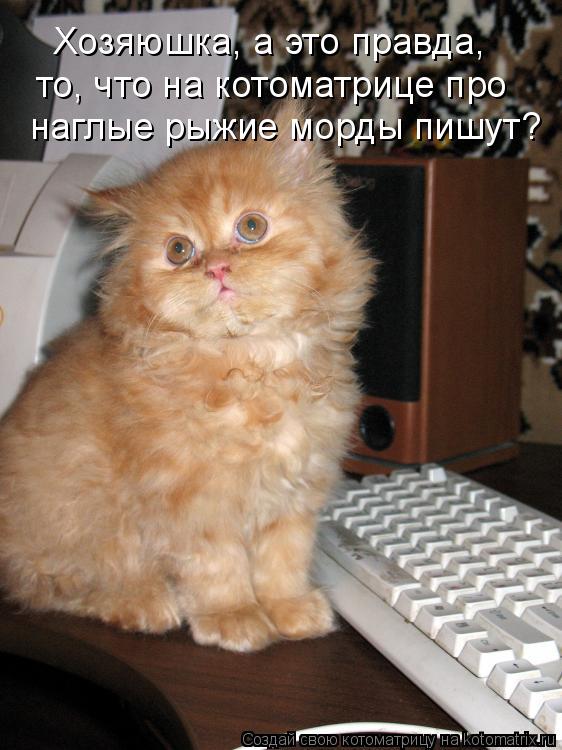 Хозяюшка, а это правда, то, что на котоматрице про наглые рыжие морды пишут?... Котоматрица: Хозяюшка, а это правда, то, что на котоматрице про наглые рыжие морды пишут?