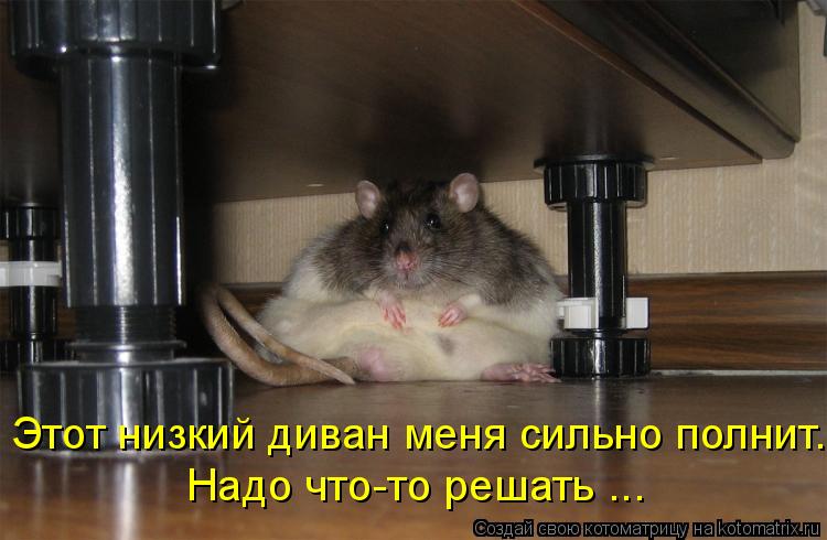 Котоматрица: Этот низкий диван меня сильно полнит. Надо что-то решать ...