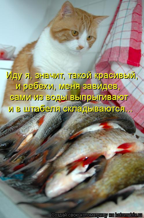 Котоматрица: Иду я, значит, такой красивый, и ребехи, меня завидев, сами из воды выпрыгивают и в штабеля складываются...