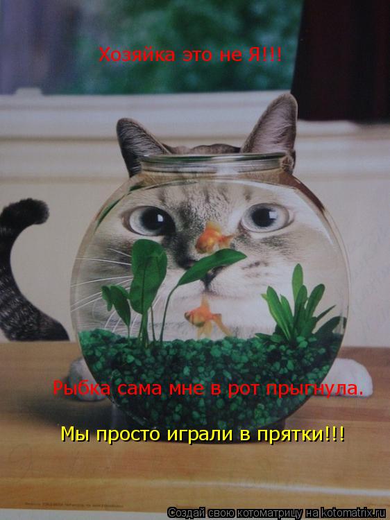 Хозяйка это не Я!!! Рыбка сама мне в рот прыгнула. Мы просто играли в прятки!!!... Котоматрица: Хозяйка это не Я!!! Рыбка сама мне в рот прыгнула. Мы просто играли в прятки!!!