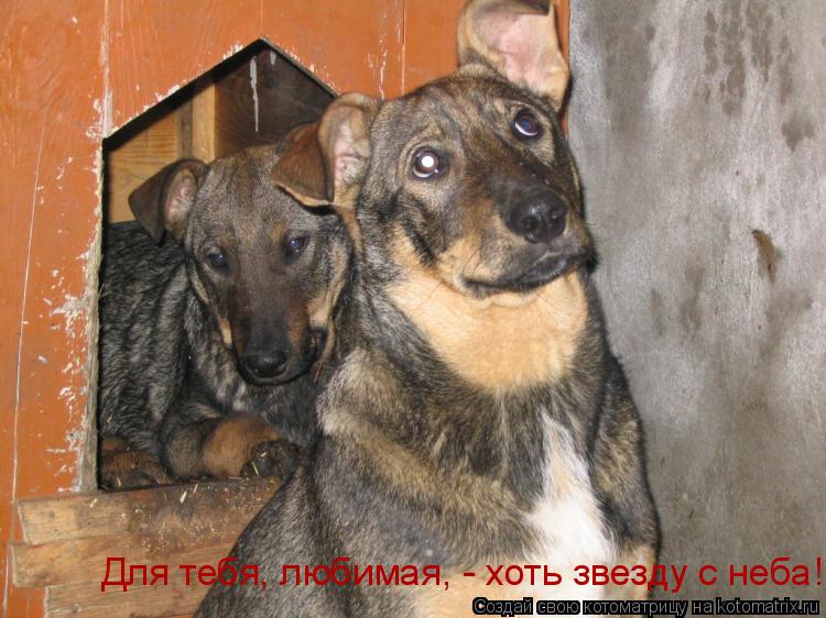 Для тебя, любимая, - хоть звезду с неба!... Котоматрица: Для тебя, любимая, - хоть звезду с неба!